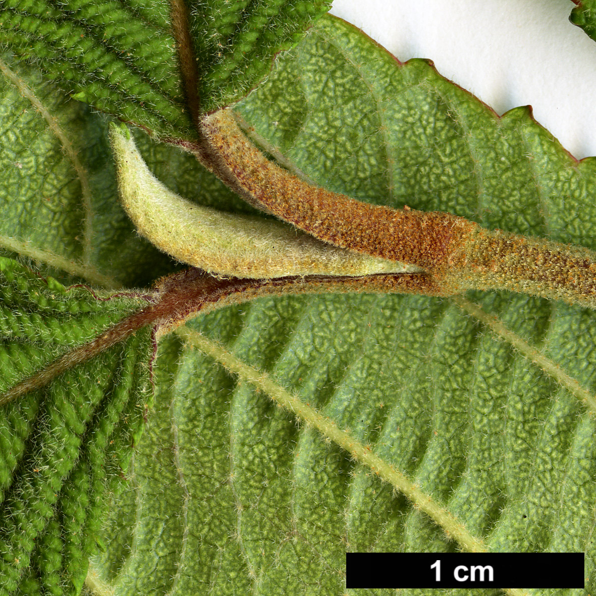 High resolution image: Family: Adoxaceae - Genus: Viburnum - Taxon: plicatum - SpeciesSub: f. tomentosum